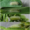 pol daphnis larva2 volg